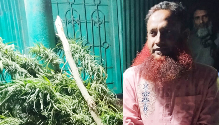 সিরাজগঞ্জে শিক্ষকের বাড়ি থেকে গাঁজার গাছ উদ্ধার, কারাগারে শিক্ষক