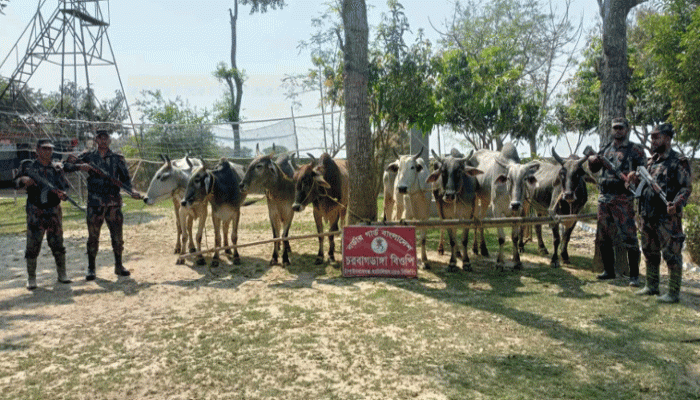 চাঁপাইনবাবগঞ্জ সীমান্তে ভারতীয় গরু জব্দ