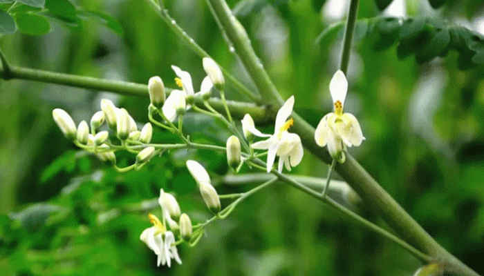 তানোরে সজিনা গাছ ফুলে ফুলে ভরে গেছে