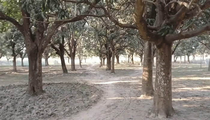 রাজশাহী অঞ্চলে উজাড় হচ্ছে আমবাগান, বাড়ছে পুকুর