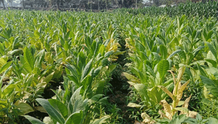 সিরাজগঞ্জে বাণিজ্যিকভাবে হচ্ছে তামাক চাষ