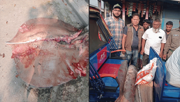 নোয়াখালীতে ১১৩ কেজির শাপলাপাতা মাছ জব্দ, অতঃপর