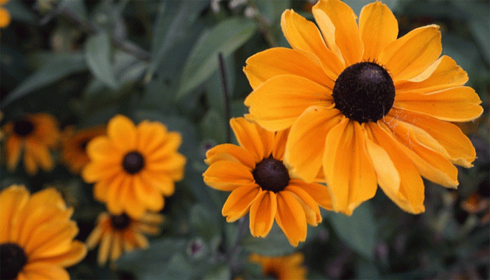 নারী সাহাবিরা যেসব পেশায় যুক্ত ছিলেন