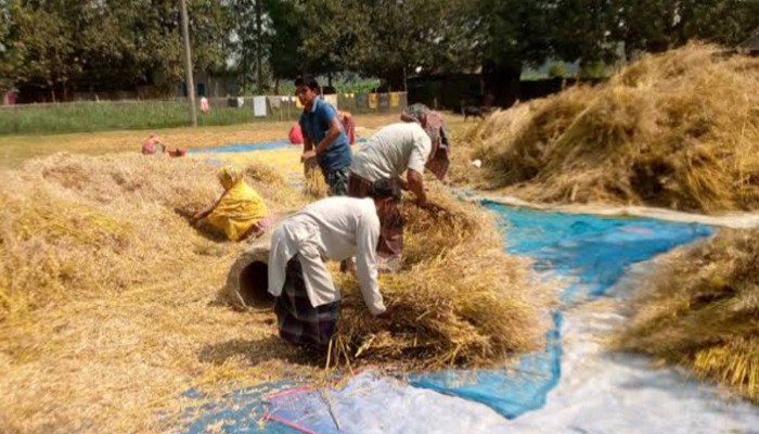 তানোরে সরিষার বাম্পার ফলন দাম নিয়ে হতাশ চাষিরা