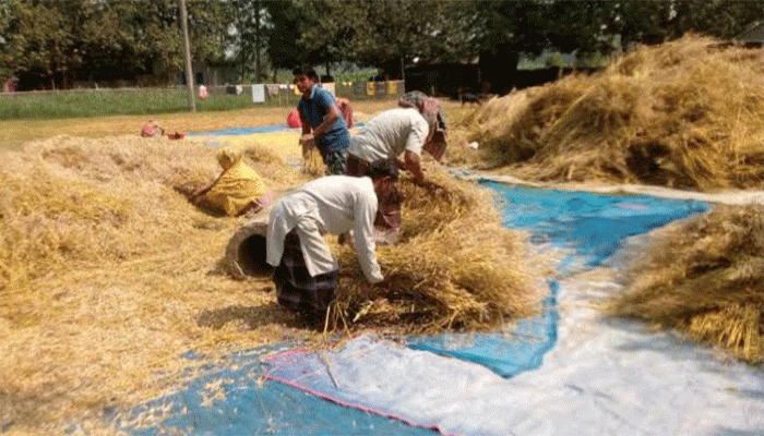 তানোরে সরিষা কাটামাড়াই শুরু, ফলন ও দাম নিয়ে চাষিদের অসন্তোষ