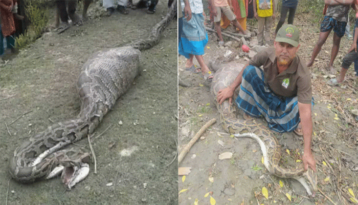শরণখোলায় ১৮ ফুট লম্বা অজগরের পেটে ছাগল
