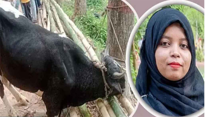 গরুর শিংয়ের গুঁতায় প্রাণ গেল এসএসসি পরীক্ষার্থীর