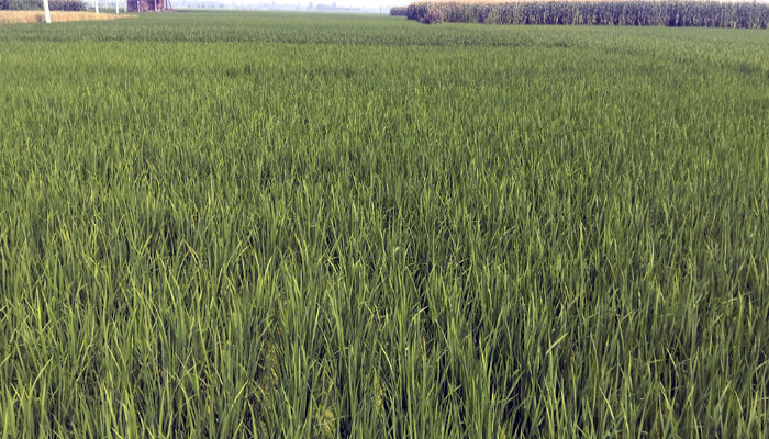 রাণীনগরে বিস্তীর্ণ জুড়ে ইরি-বোরো ধানের সবুজের সমারহ