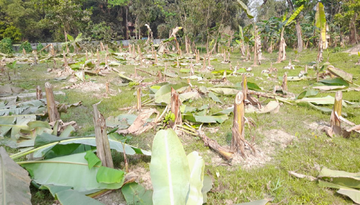 কলা গাছের সঙ্গে এ কেমন শত্রুতা!