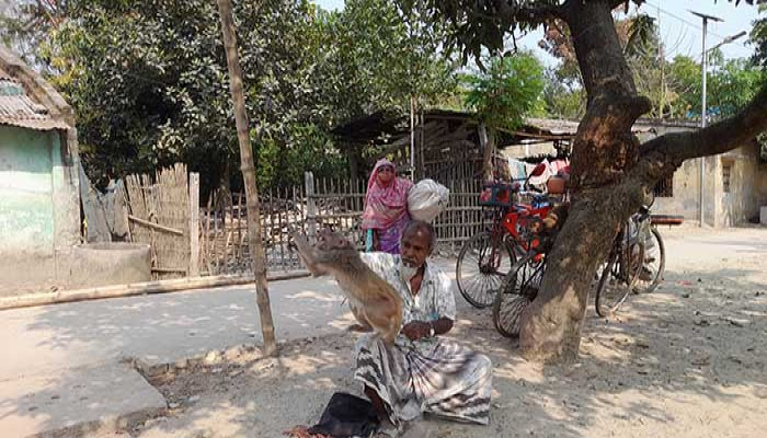 ৪২ বছর ধরে বানর খেলা দেখান আজিজুর সবুজ সরকার