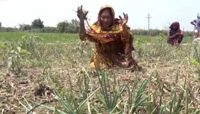 নারী কৃষক শাবানার স্বপ্ন ভঙ্গ দায় নিবে কে ?