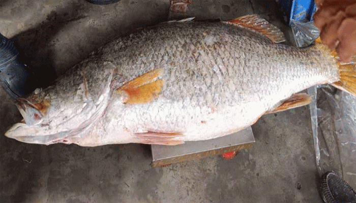 কুয়াকাটায় জেলের জালে মিলল ২৩ কেজির কোরাল