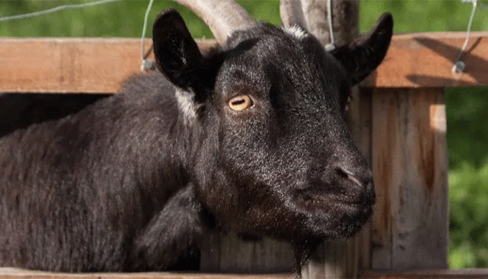 শিশুর জন্মের সপ্তম দিনে আকিকা করতে না পারলে করণীয়