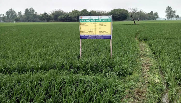 রাণীনগরে কৃষি কর্মকর্তাদের অবহেলায় ভেস্তে গেছে ক্লাস্টার এডব্লিউডি প্রযুক্তি প্রদর্শনী প্রকল্প