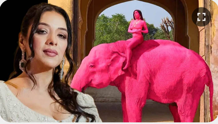 হাতির গায়ে রং করে ফোটোশুট! অবোলার মৃত্যুর পরে ফুঁসে উঠলেন, মোদীর কাছে কী আর্জি রূপালির?