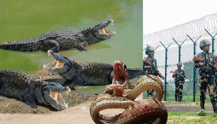 বাংলাদেশ সীমান্তের নদী ও জলাভূমিতে সাপ-কুমির ছাড়ার পরিকল্পনা ভারতের