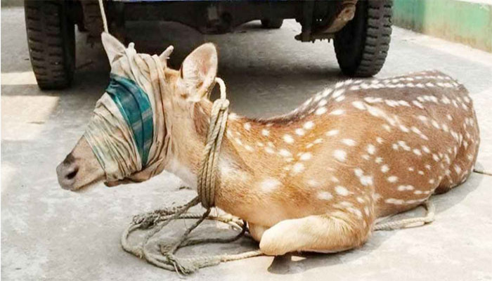 জোয়ারে পানিতে লোকালয়ে ভেসে এলো চিত্রা হরিণ