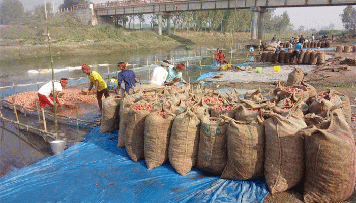 ফুলবাড়ীতে বস্তা সংকটে পড়ে যাচ্ছে আলুর দাম