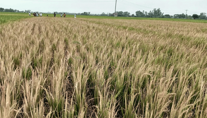 রাণীনগরে আগাছা নাশক ছিটিয়ে জমির ধান পুড়িয়ে দেয়ার অভিযোগ