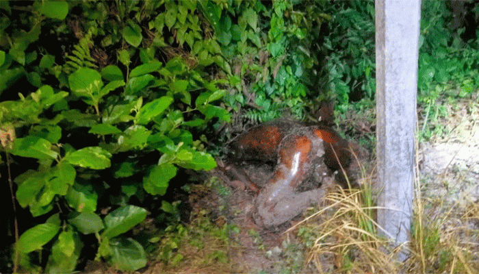 নোয়াখালীতে যুবককে পিটিয়ে পুড়িয়ে হত্যা