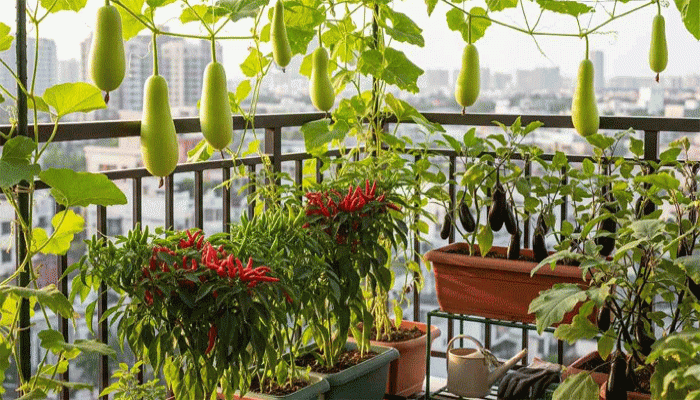 গরমের মরসুমে সব্জি টবেই ফলাতে পারেন