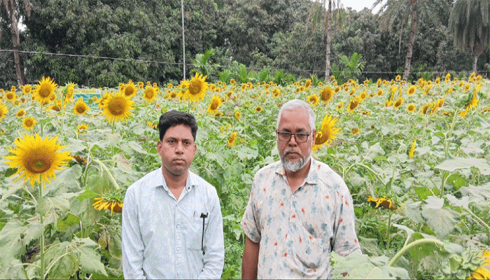 সূর্যমুখী চাষে লাভের স্বপ্ন দেখছেন  সিংড়ার জাকির