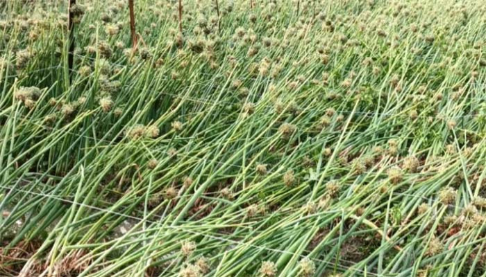 রাজশাহীতে শিলাবৃষ্টিতে আম ও ফসলের ব্যাপক ক্ষতি