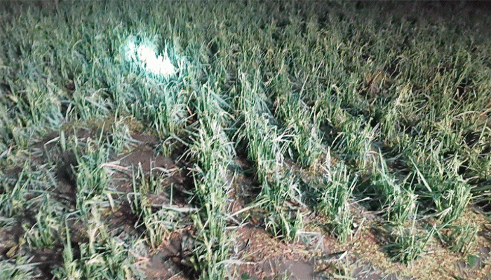 ফুলবাড়ীতে শিলাবৃষ্টিতে আম, লিচু ও ধানের ব্যাপক ক্ষতি