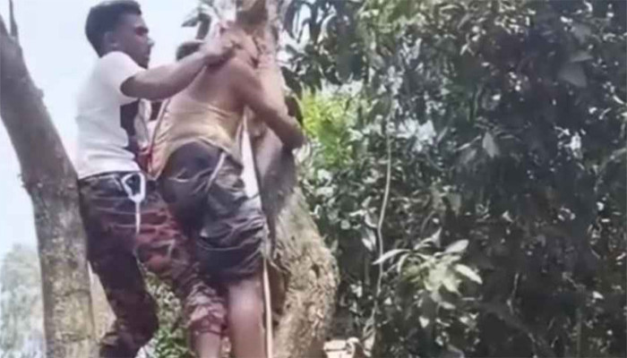 গাছে ডাল কাটতে উঠে অজ্ঞান শ্রমিক