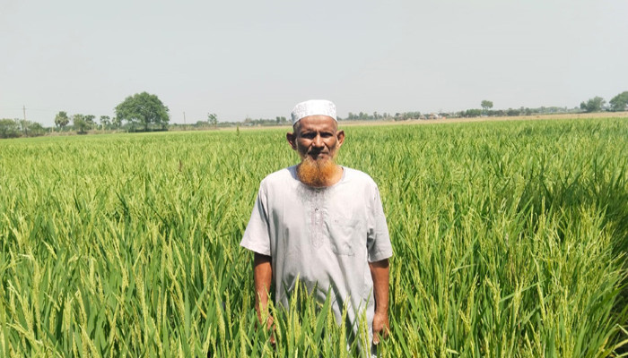 রাজশাহীতে সারের সংকট ও কালোবাজারি: বিপাকে কৃষকরা