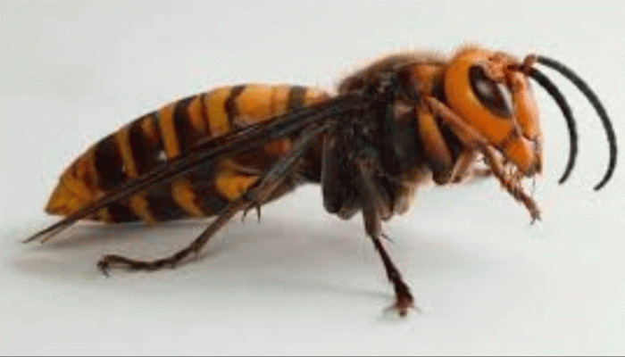 ভিমরুলের কামড়ে প্রাণ গেলো বৃদ্ধের