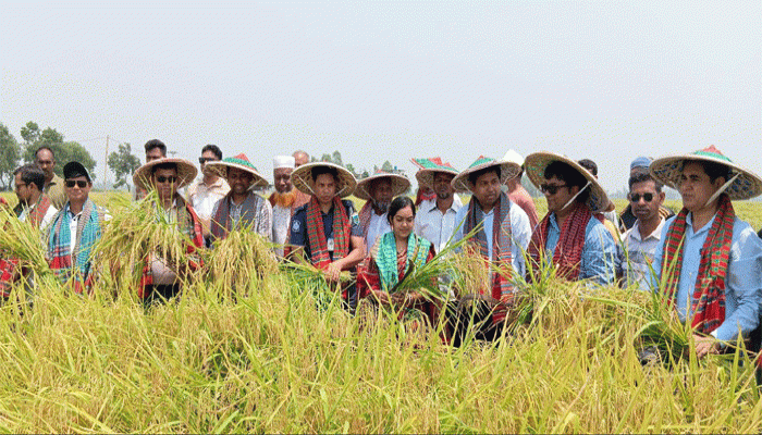 সিংড়ার চলনবিলে ধান কাটা উদ্বোধন করলেন ইউএনও