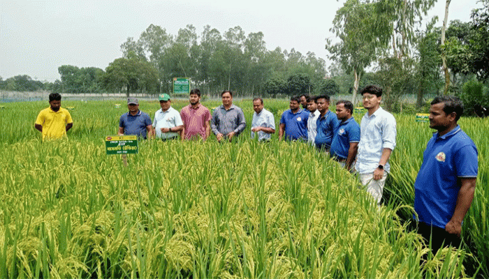 ফুলবাড়ীতে উন্নত জাতের ধান চাষে প্রদর্শনী, বাসমতিসহ ১২ জাতের সম্ভাবনা