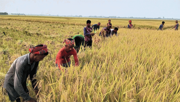 রাণীনগরে ধান কাটা-মারা শুরু, ধান কিনতে তেমন আগ্রহ দেখাচ্ছেন না মিলাররা