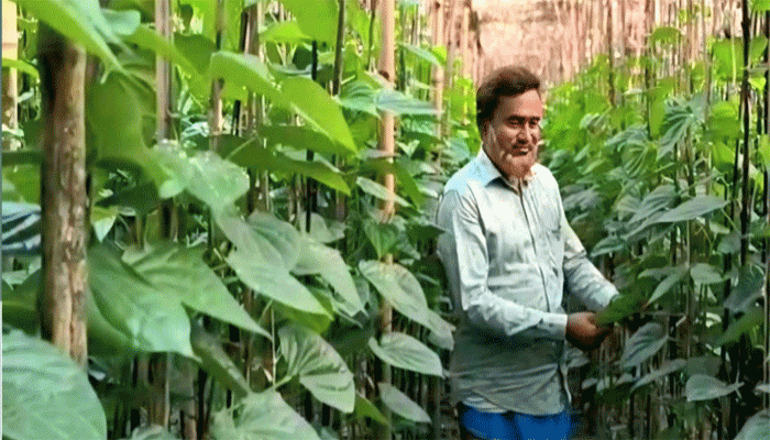 রাণীনগরে এই প্রথম পরীক্ষামূলক পান চাষ শুরু করেছেন চাষি শহিদুল ইসলাম