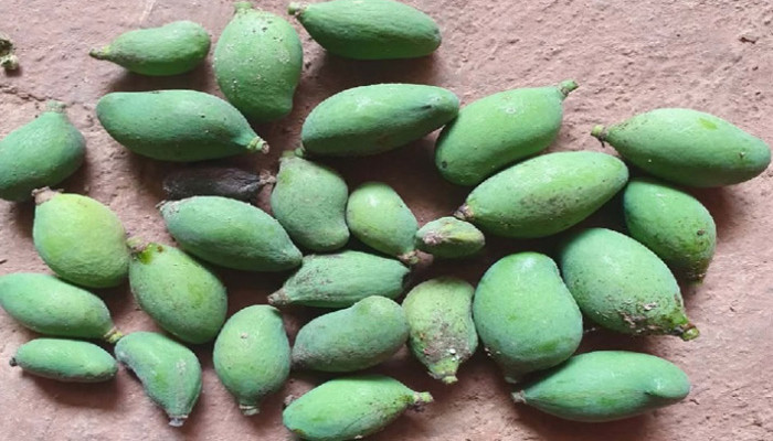 প্রচন্ড তাপপ্রবাহে ঝরছে কাঁচা আম