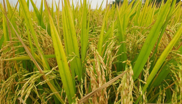 তানোরের কৃষকের সামনে চতুর্মুখী সংকট