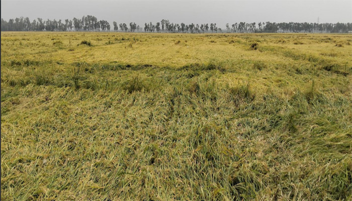 শ্রমিক সংকট প্রকট রাণীনগরে কালবৈশাখীর তান্ডবে ইরি ধান নূয়ে পড়ায় ফলন বিপর্যয়ের আশংকা