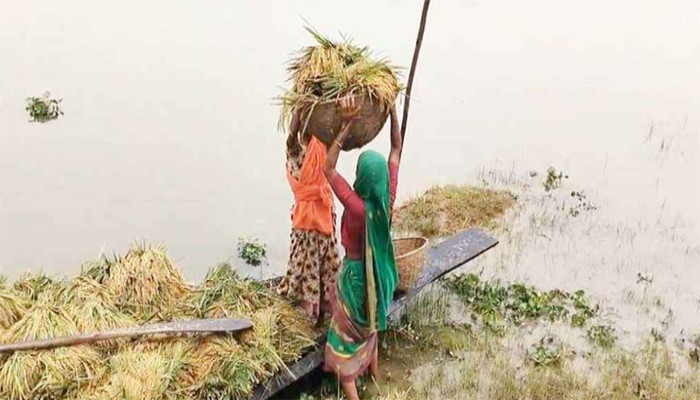 পানির নিচে পাকা ধান, ঘরে তুলতে লড়ছেন নারীরা