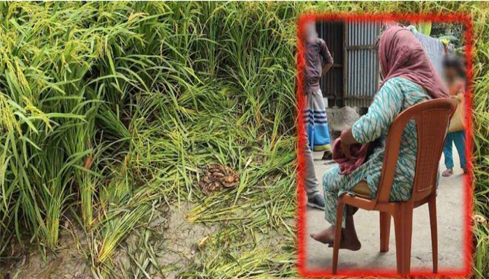 হাত-পা বাঁধা ও বিবস্ত্র অবস্থায় ধানক্ষেতে পড়ে ছিলেন প্রতিবন্ধী তরুণী