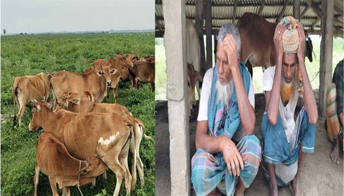ভোলায় গরু চুরিতে দিশেহারা চরবাসী,এক রাতেই নিঃস্ব কৃষক