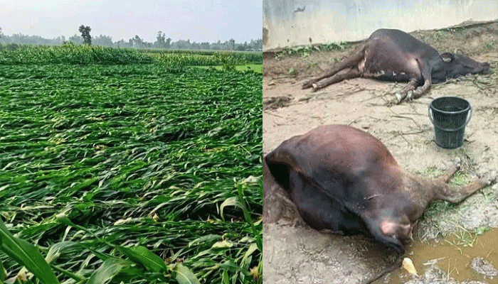 রাণীশংকৈলে প্রাকৃতিক দূর্যোগে ফসলের ব্যাপক ক্ষতি: চলছে নিরুপনের কাজ