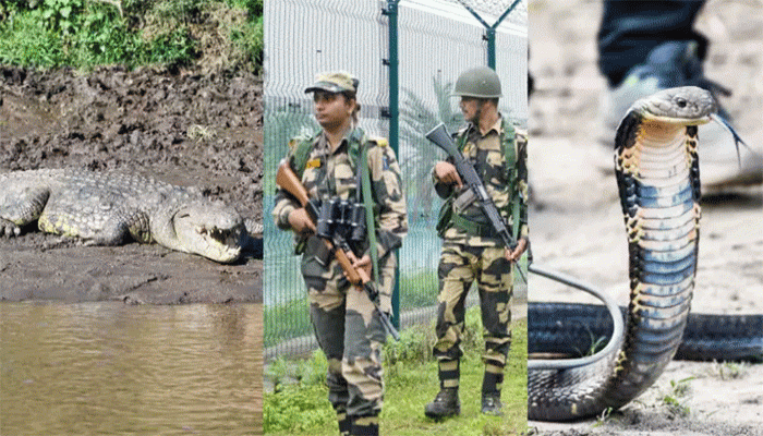 বাংলাদেশ সীমান্তে কুমির-বিষধর সাপ ছাড়তে চায় বিএসএফ