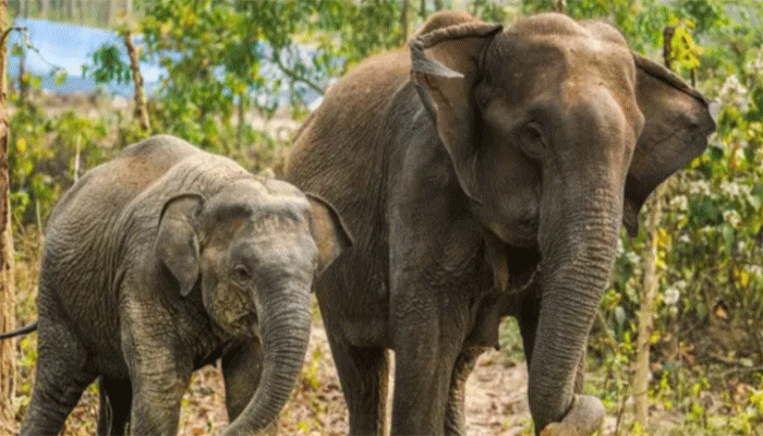 রামুতে বন্য হাতির আক্রমণে প্রাণ গেল ঘুমন্ত মা-মেয়ের
