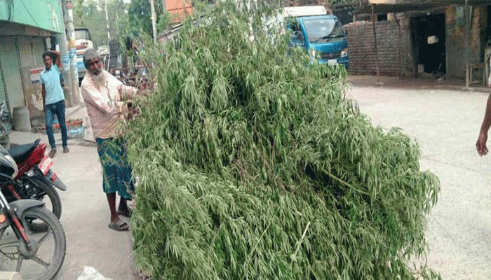 চাঁপাইনবাবগঞ্জে ৫ হাজার ২৬০ গাঁজা গাছ জব্দ
