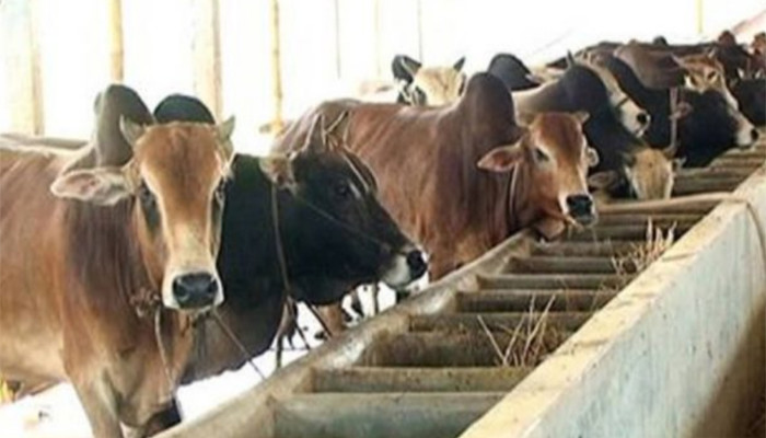 দেশে পর্যাপ্ত কোরবানির পশু আছে,আমদানির প্রয়োজন নেই : প্রাণিসম্পদ মন্ত্রী