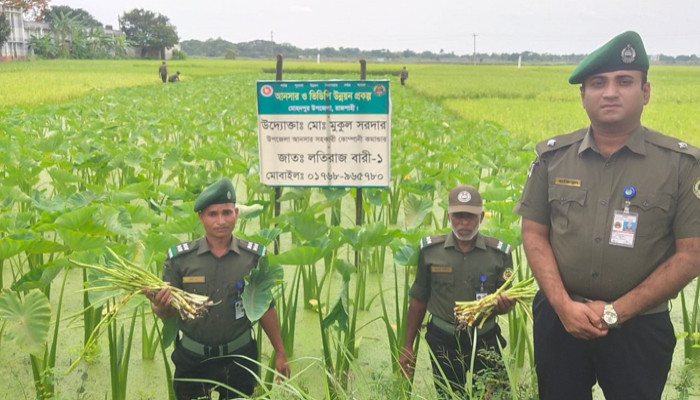 মোহনপুরে কৃষিতে আনসার,ভিডিপির সাফল্য