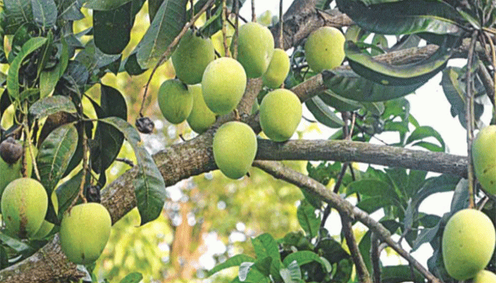 চলতি সপ্তাহেই বাজারে আসছে রাজশাহীর আম
