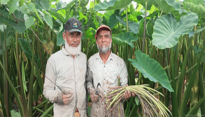 সিংড়ায় কচু চাষে সফল দুই বন্ধু