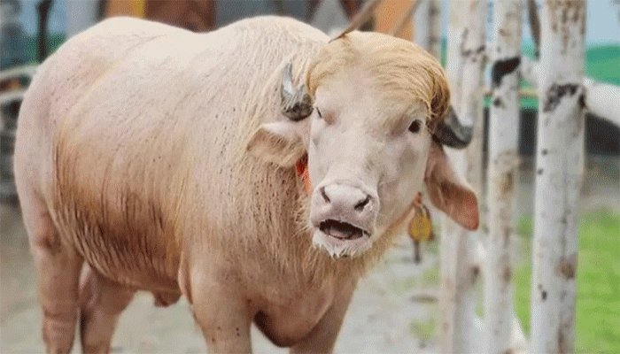 কোরবানি পশুর নাম ‘ডোনাল্ড ট্রাম্প’